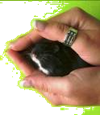 hamster in een kommetje optillen
