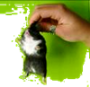hamster nekvel pakket