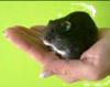 hamster op je handen laten stappen