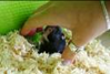 hamster oppakken