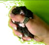 hamster wurggreep