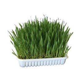 knaagdiergras