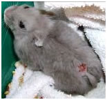 bijtwonden hamster dwerghamster