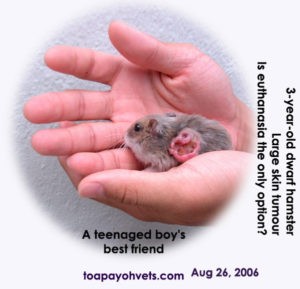 tumor dwerghamster hamster