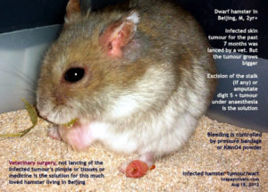 tumor poot dwerghamster hamster