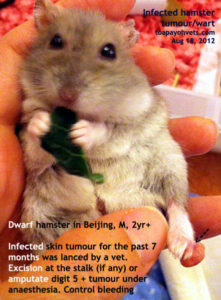 wrat dwerghamster hamster