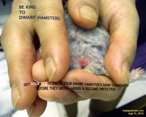 dwerghamster tumor hamster