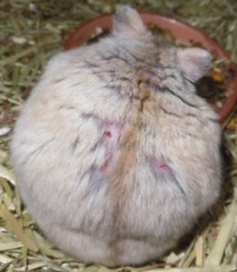 cushing dwerghamster hamster