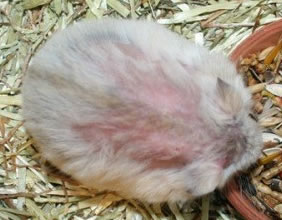 cushing dwerghamster hamster