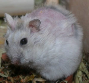 cushing dwerghamster hamster