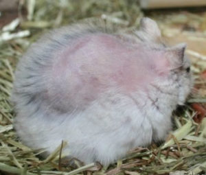 cushing dwerghamster hamster