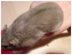 kaalheid alopecia hamster dwerghamster