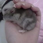 foto van een russische dwerghamster in torpor winterverlamming, Dwerghamster in Torpor overlijden