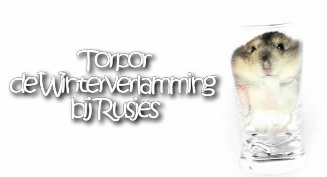 sfeerfoto torpor winterverlamming dwerghamster