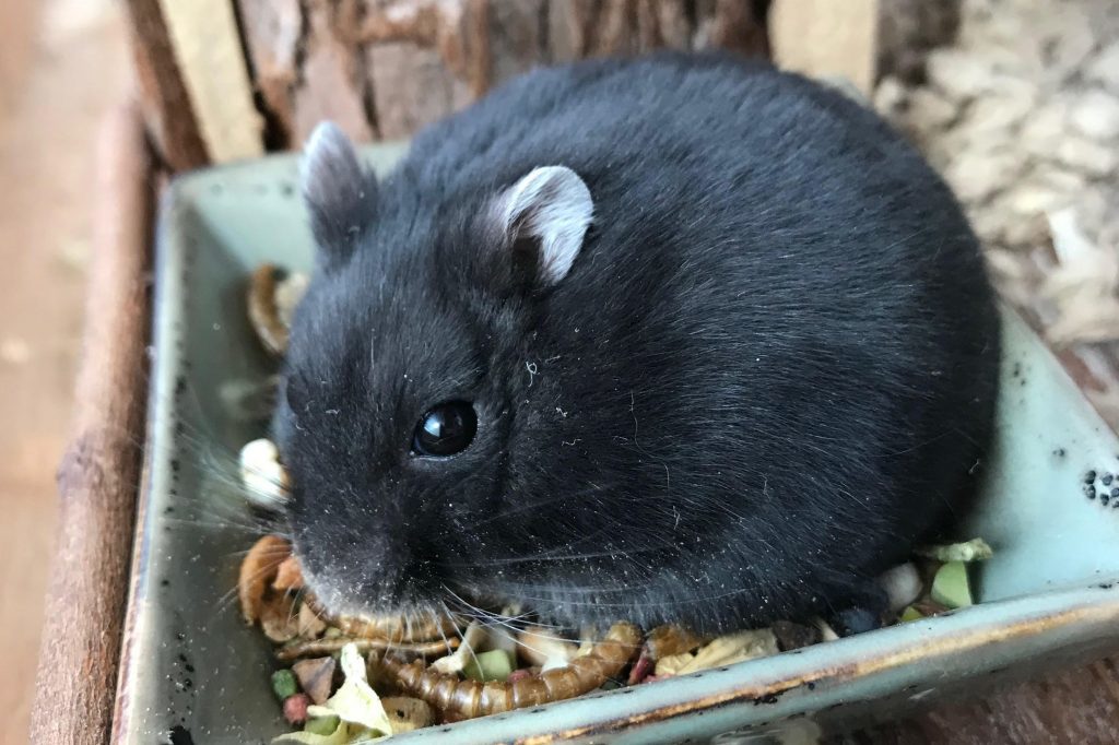 trillende zwarte hamster