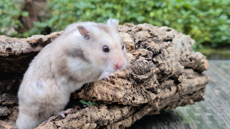 foto van een goudhamster pumba met een kurktunnel