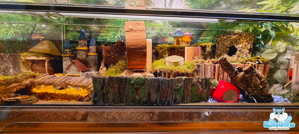 hamsterscaping scape mos dwerghamster hamster