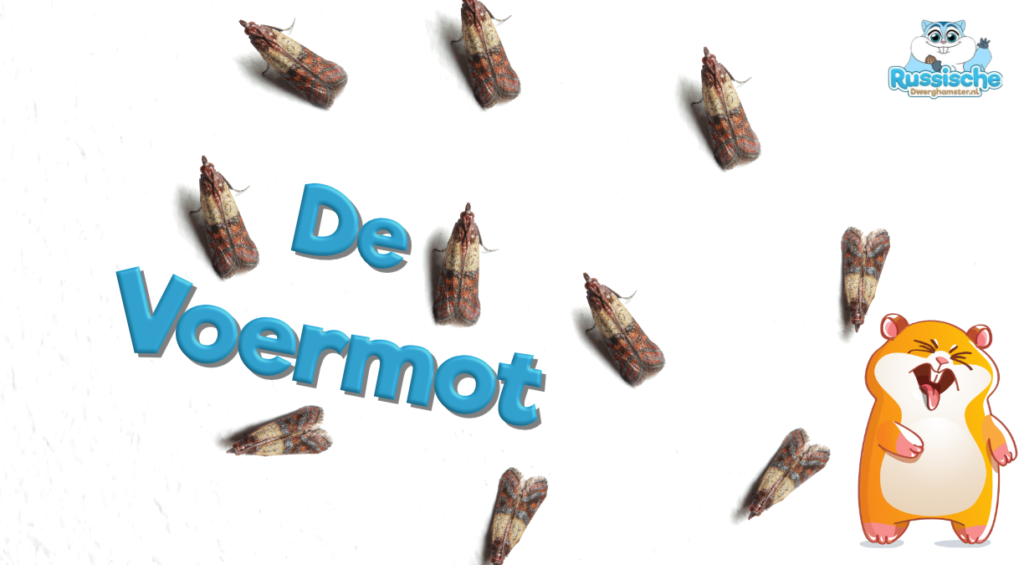 voermot hamstervoer russische dwerghamster
