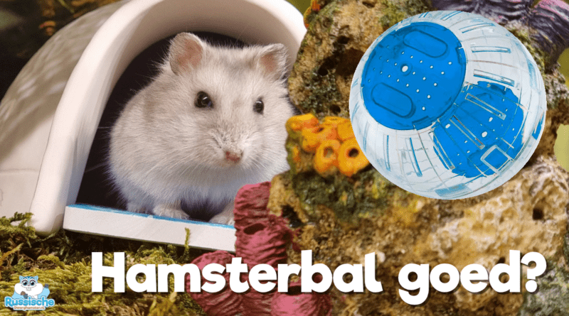 hamsterbal
