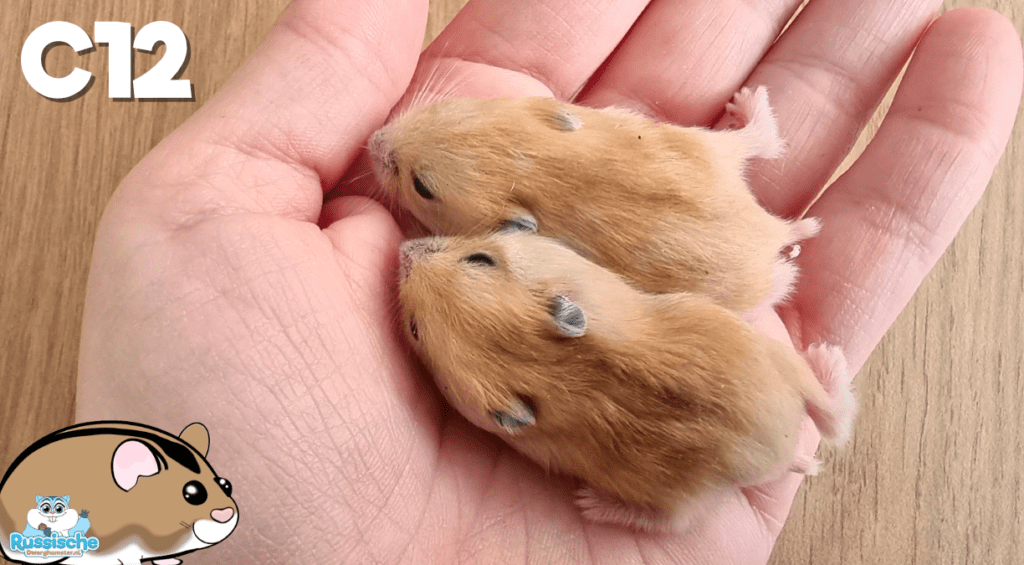 baby dwerghamsters