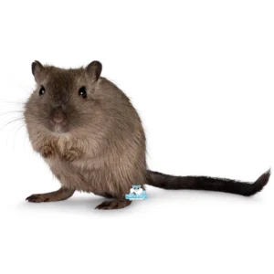 mongoolse gerbil burmees kleur