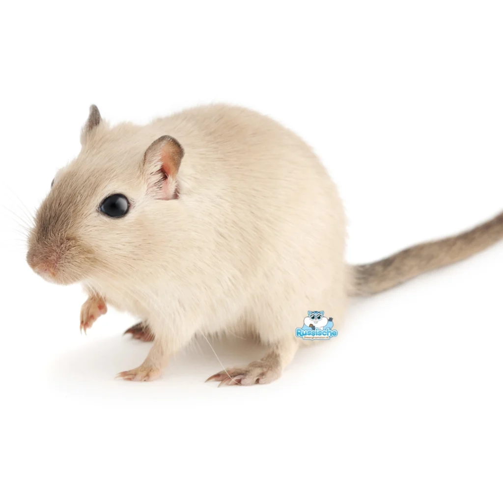 mongoolse gerbil siamees kleur | gerbils