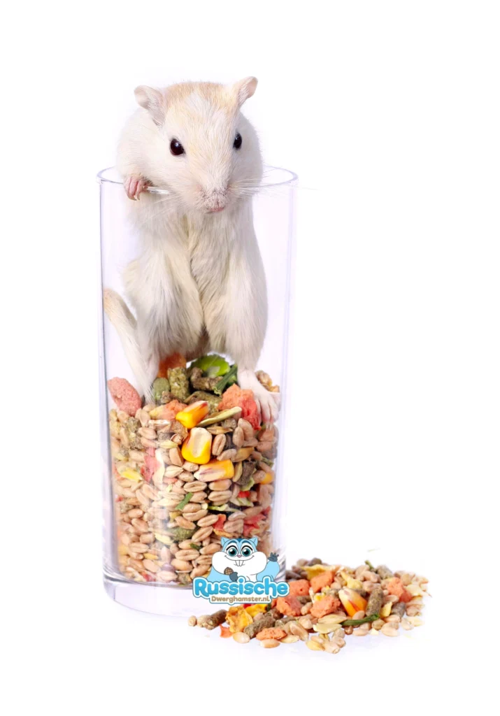 Gerbilvoer met Gerbil