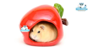Hamsterhuis appel keramiek