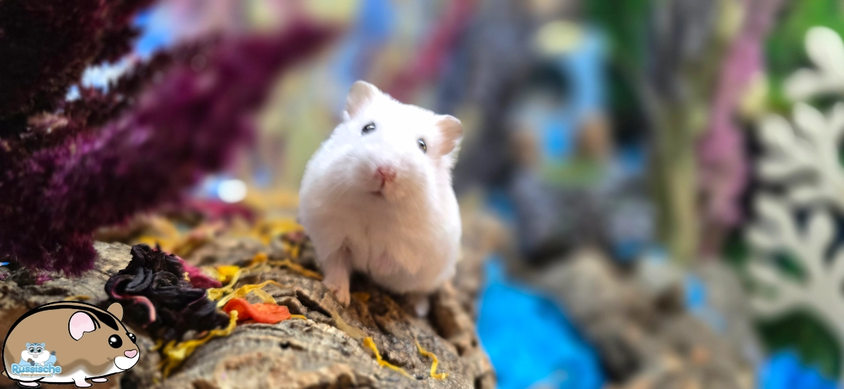 hamsterscaping in een hamsterkooi terrarium met planten en oogst