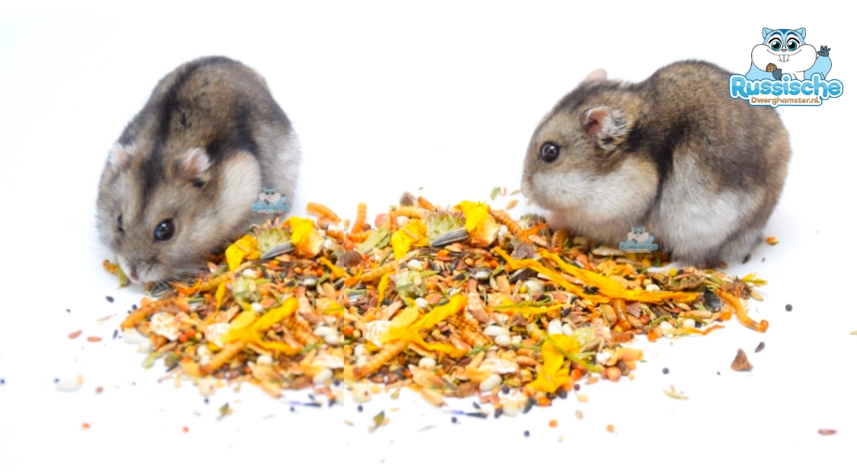 Hamstervoer en Dwerghamstervoer