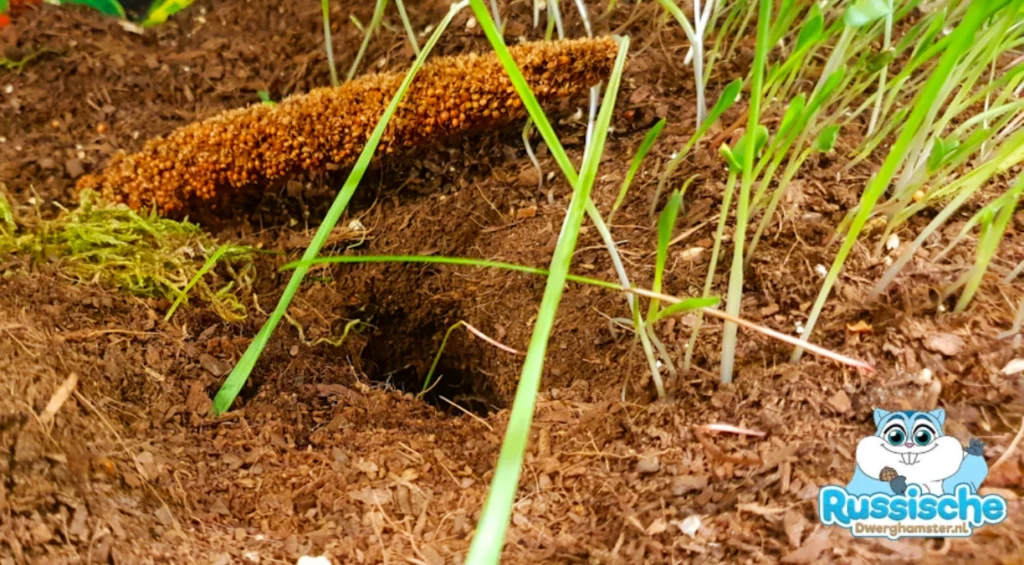 Holletje in de grond van een hamster of dwerghamster