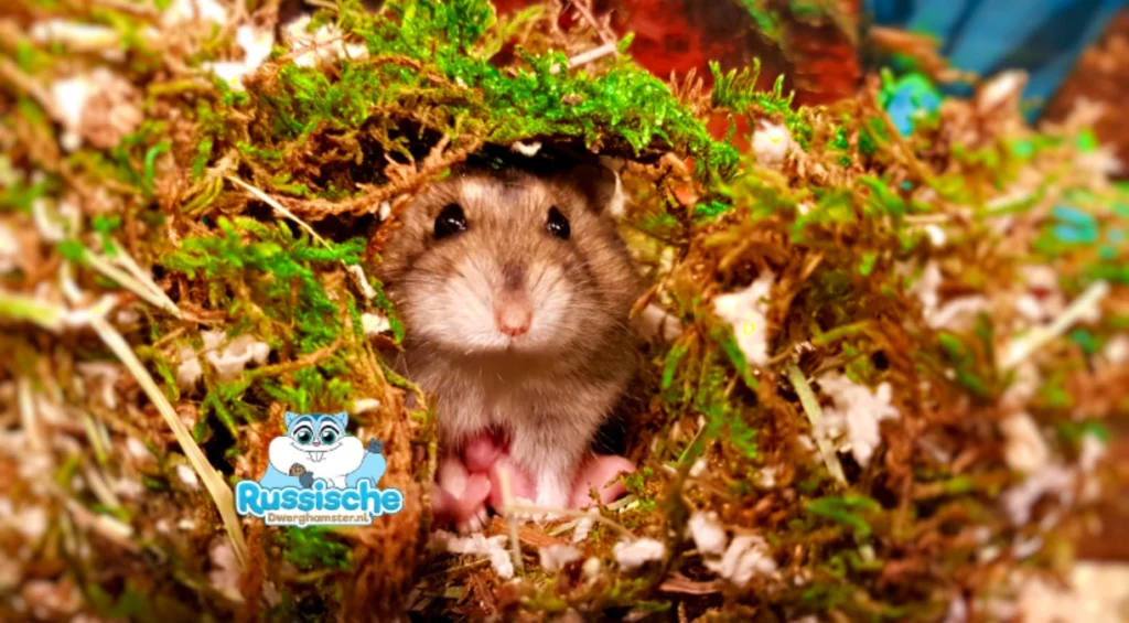 Nestje jonge baby hamsters met mama hamster in een natuurlijk nest