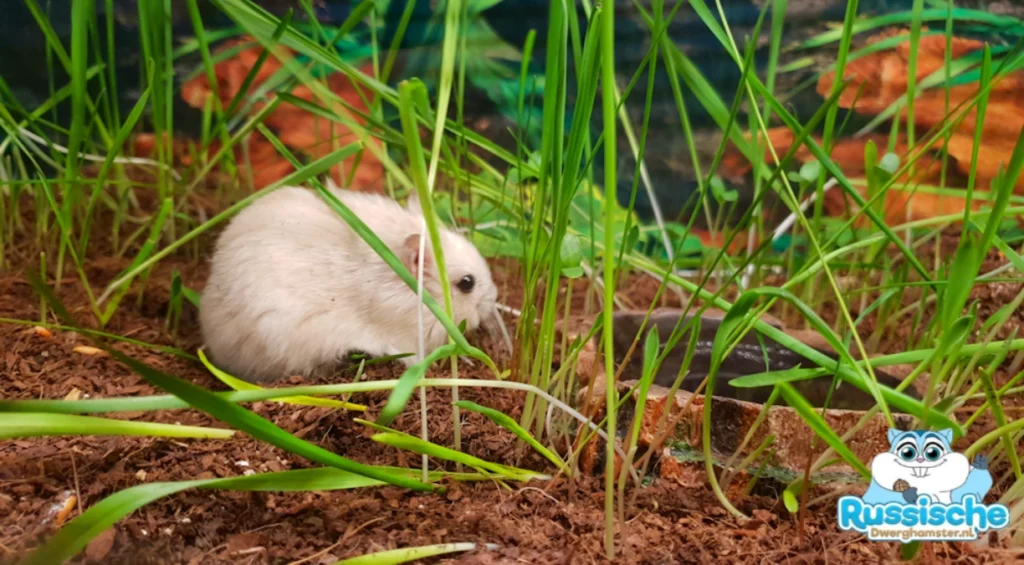 Dwerghamster hamster jungle scape met plantjes in het wild