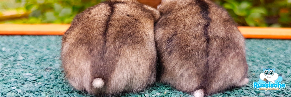 hamster dwerghamster kontjes