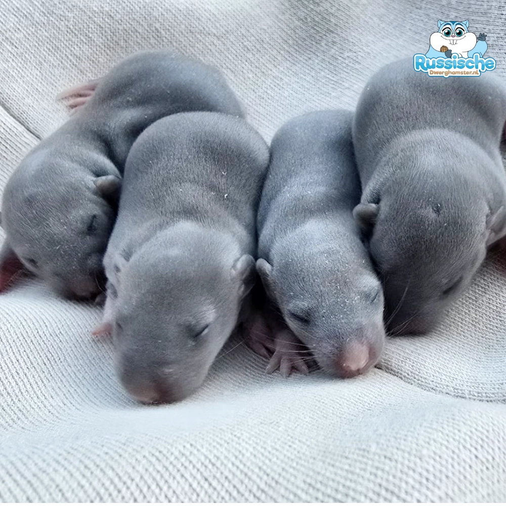 tamme ratten baby rittens dag 10 2