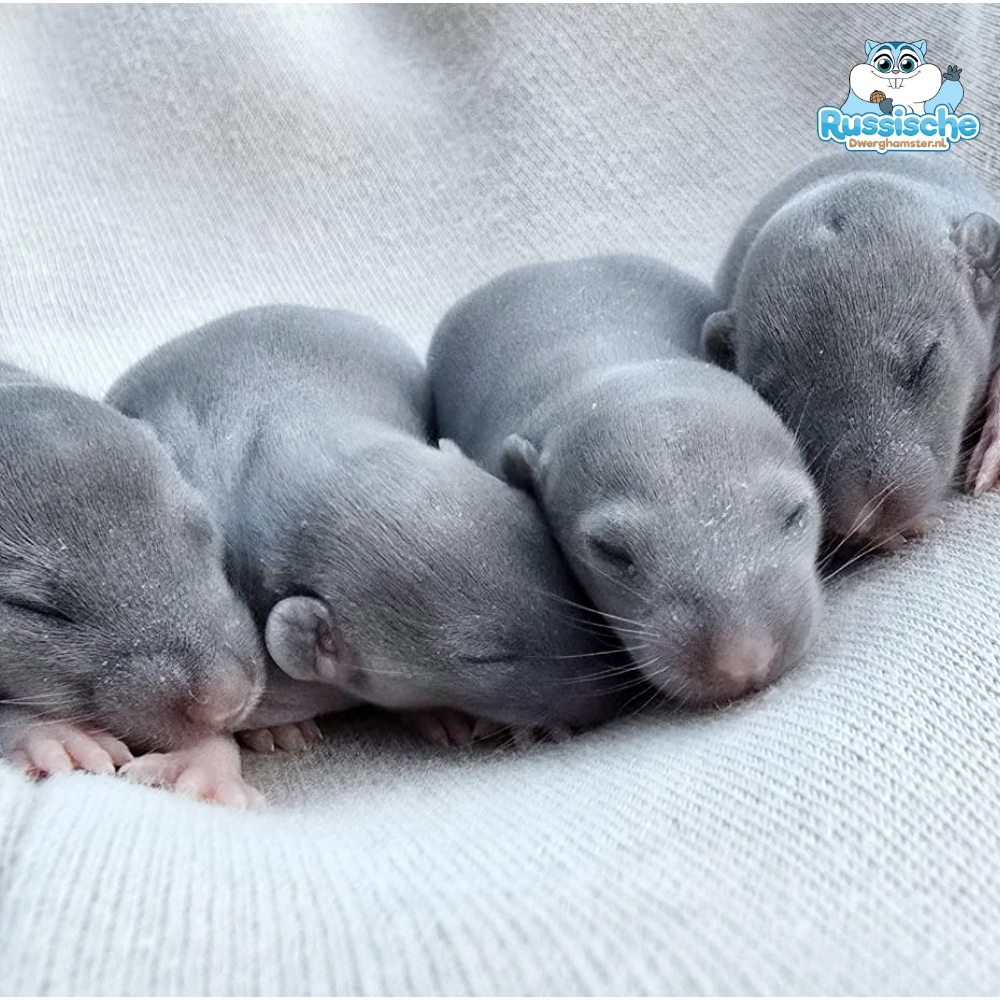tamme ratten baby rittens dag 10