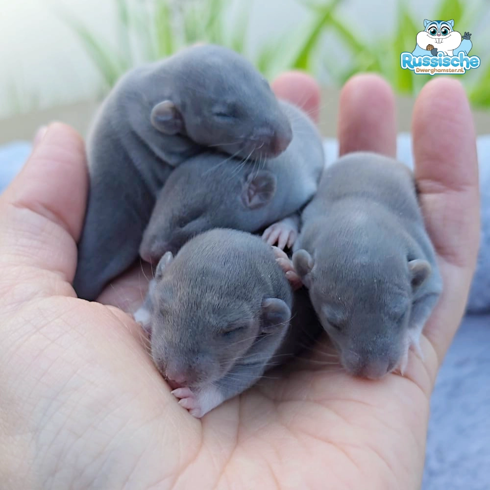 tamme ratten baby rittens dag 11