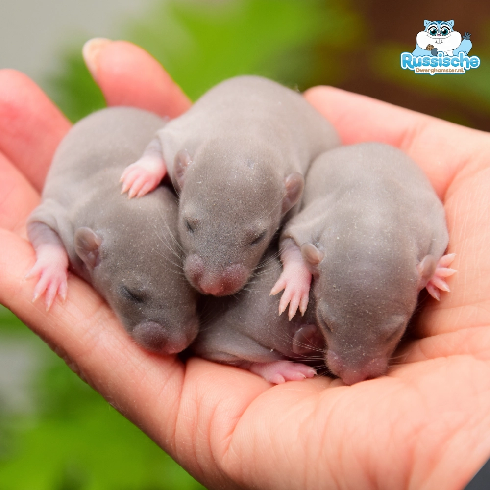 tamme ratten baby rittens dag 11