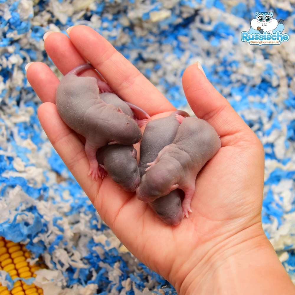tamme ratten baby rittens dag 7
