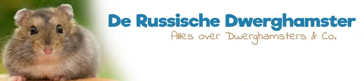De Russische Dwerghamster
