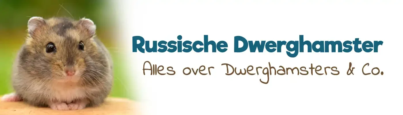De Russische Dwerghamster